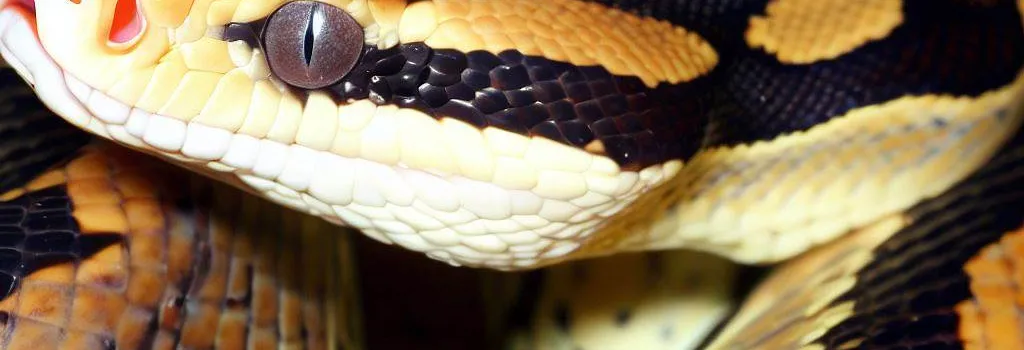 variaveis python
