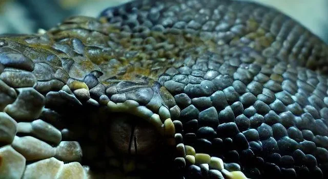 resto da divisão python
